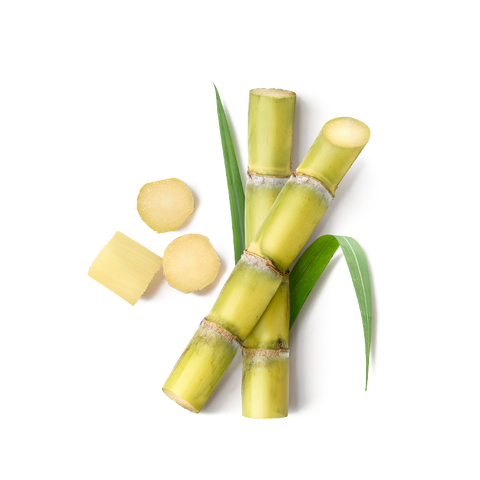 Illustration of sugar cane, the source of Squalane