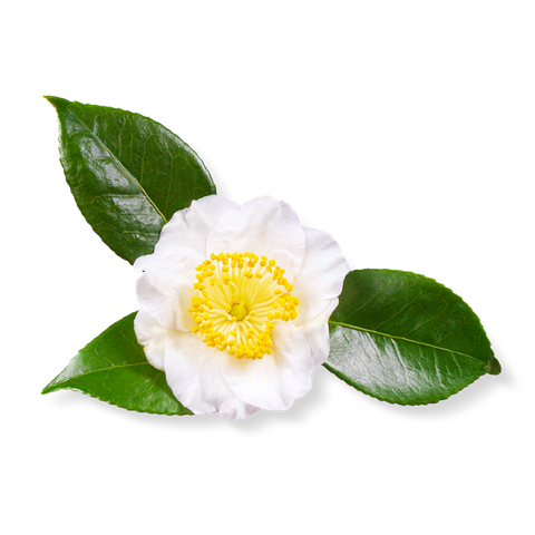 Illustration of White Tea Leaf, an antioxidant ingredient